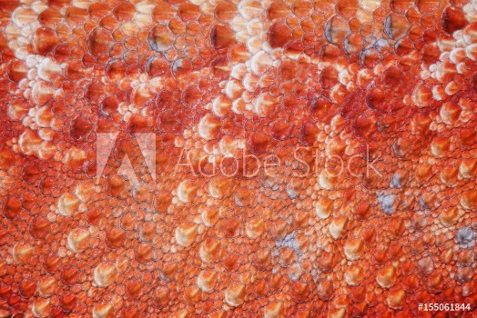 Picture of Pattern scales on the skin of the Bearded Dragon Pogona vitticeps